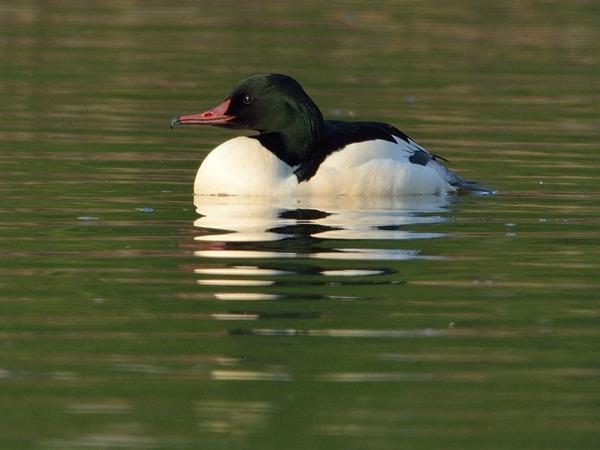Grote zaagbek (Mergus merganser)
